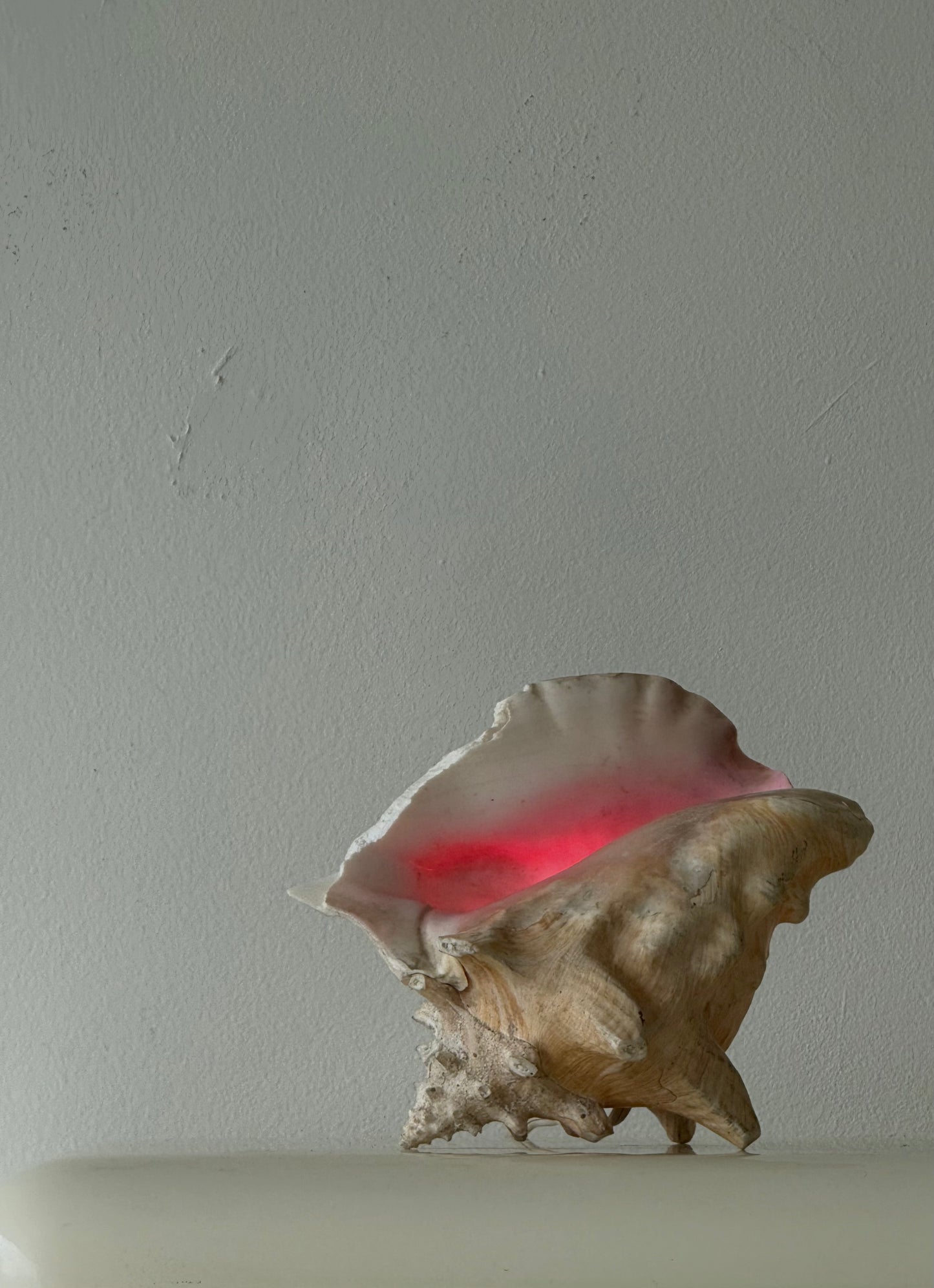 VINTAGE CONCH SHELL LAMP