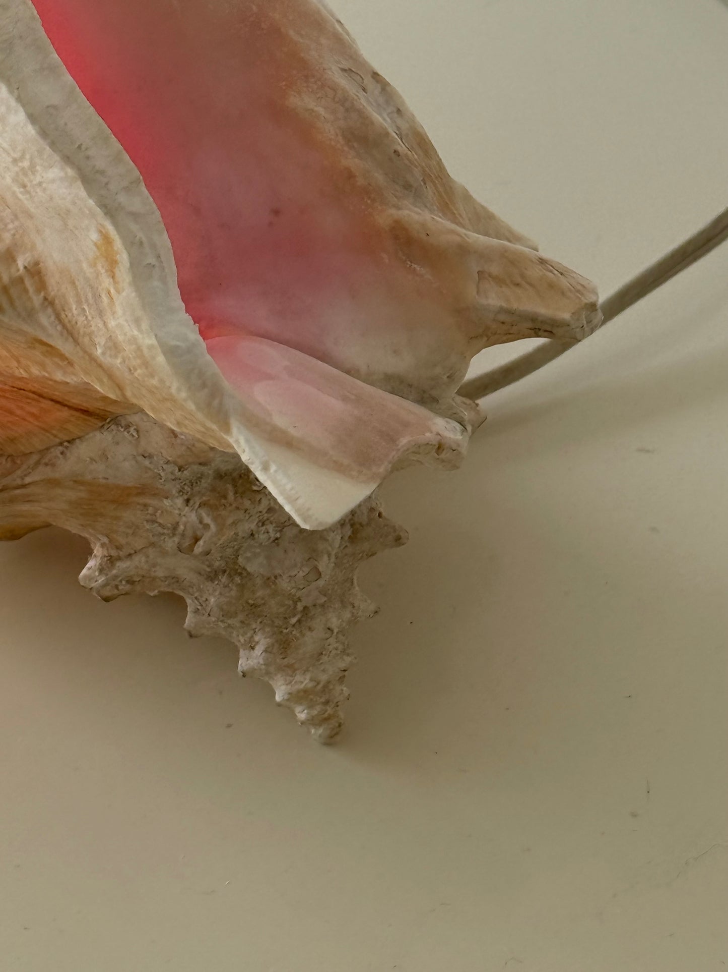 VINTAGE CONCH SHELL LAMP