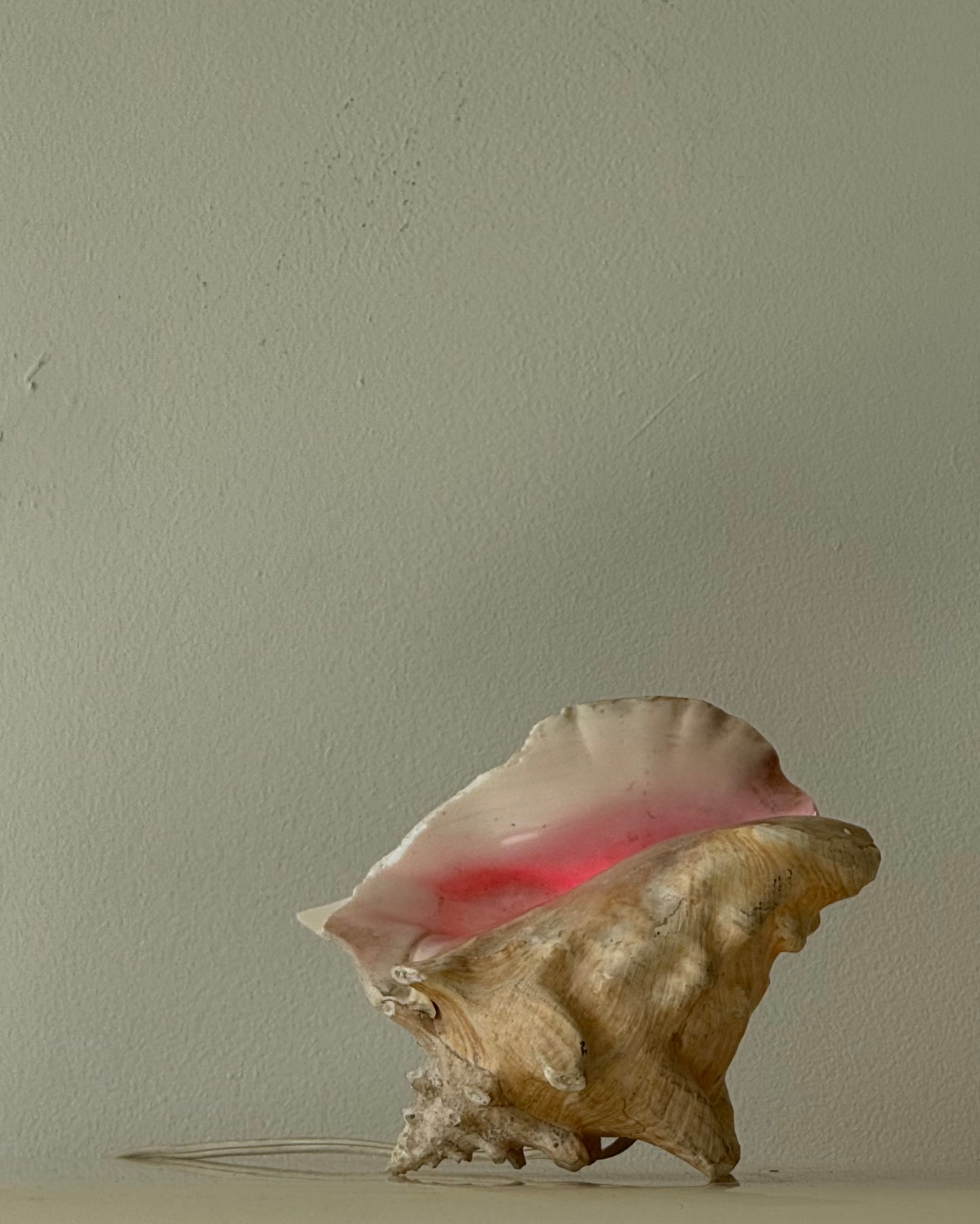 VINTAGE CONCH SHELL LAMP