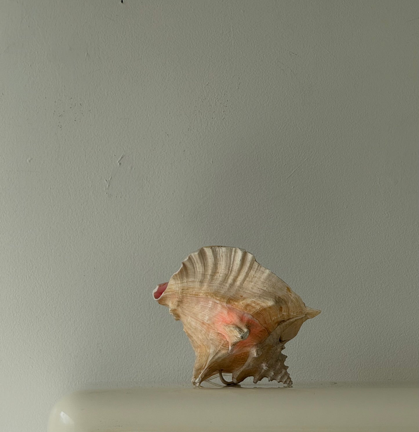 VINTAGE CONCH SHELL LAMP