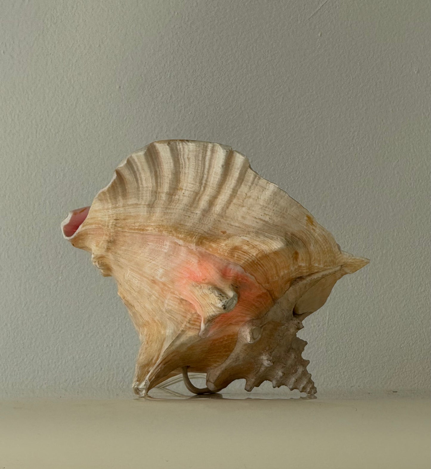 VINTAGE CONCH SHELL LAMP