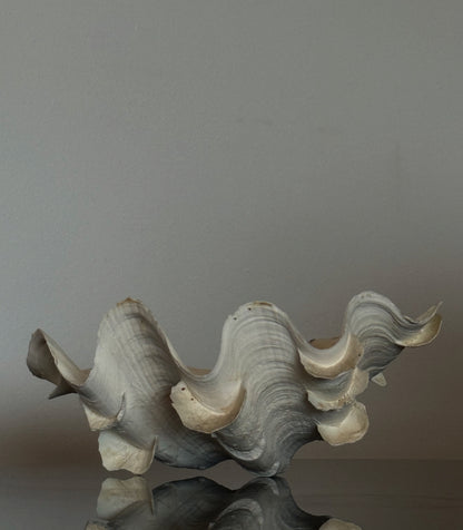 RARE Tridacna SQUAMOSA Shell