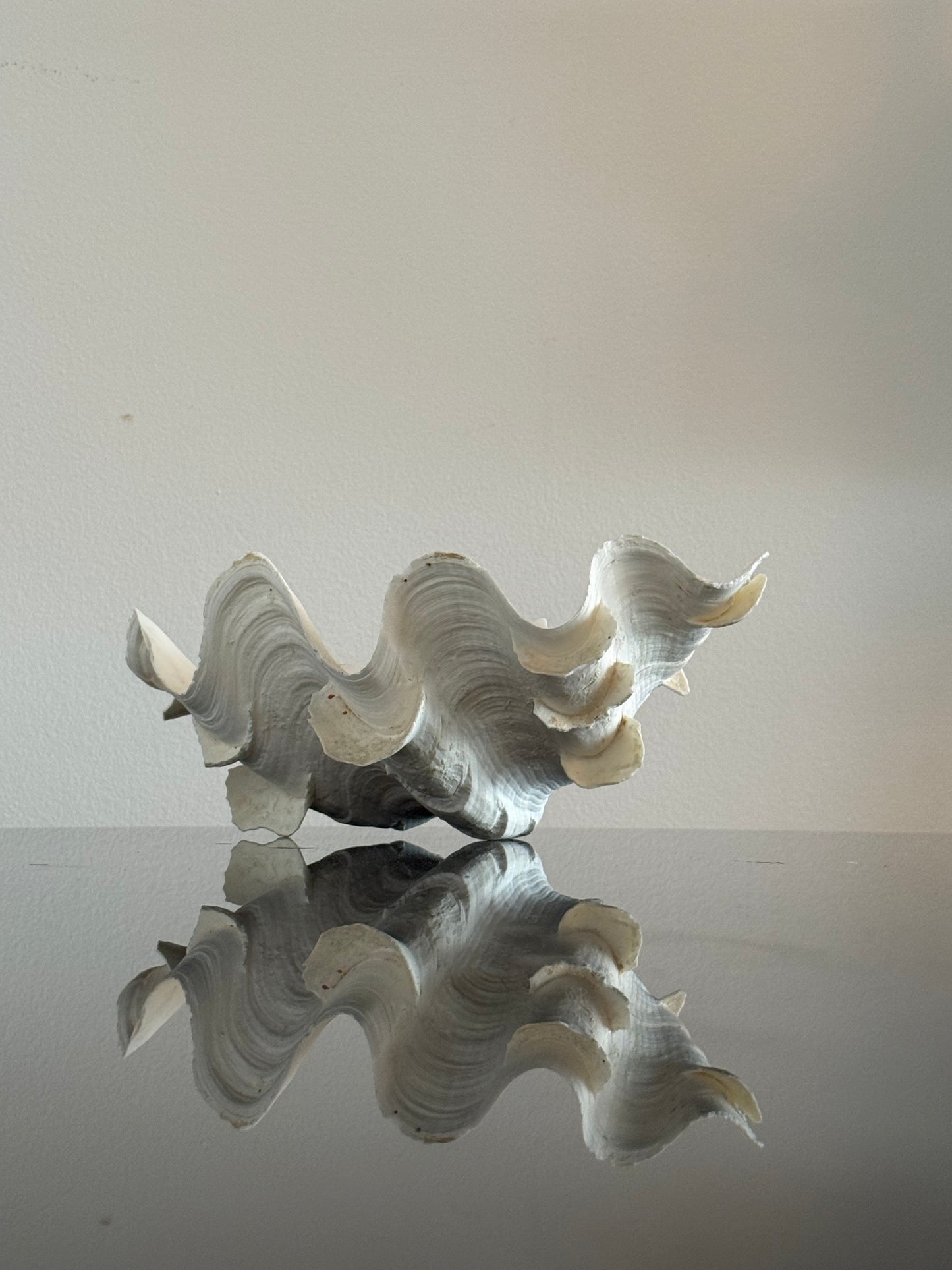 RARE Tridacna SQUAMOSA Shell