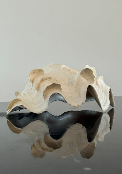 RARE Tridacna SQUAMOSA Shell