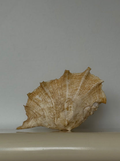 Vintage Natural Conch Shell