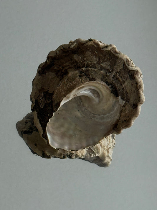 Vintage Wavy Top Turban sea shell