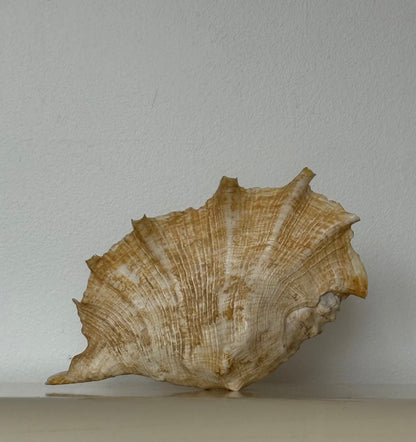 Vintage Natural Conch Shell
