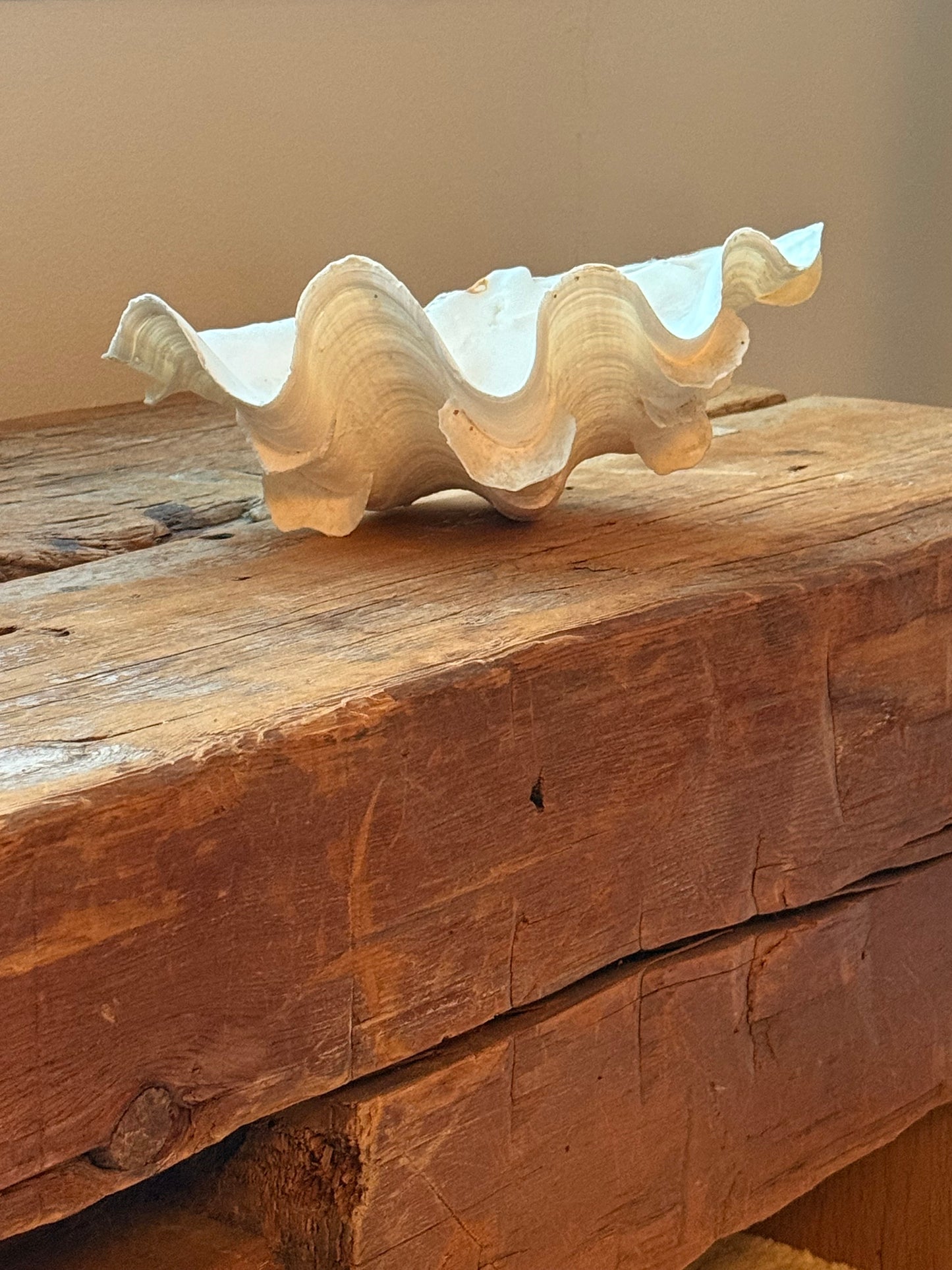 RARE Tridacna SQUAMOSA Shell