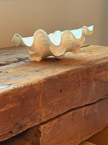 RARE Tridacna SQUAMOSA Shell