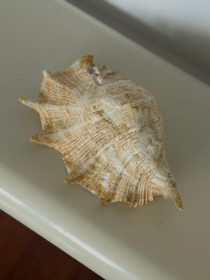 Vintage Natural Conch Shell