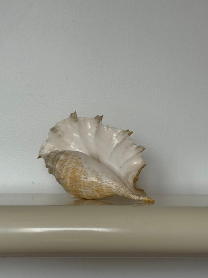 Vintage Natural Conch Shell
